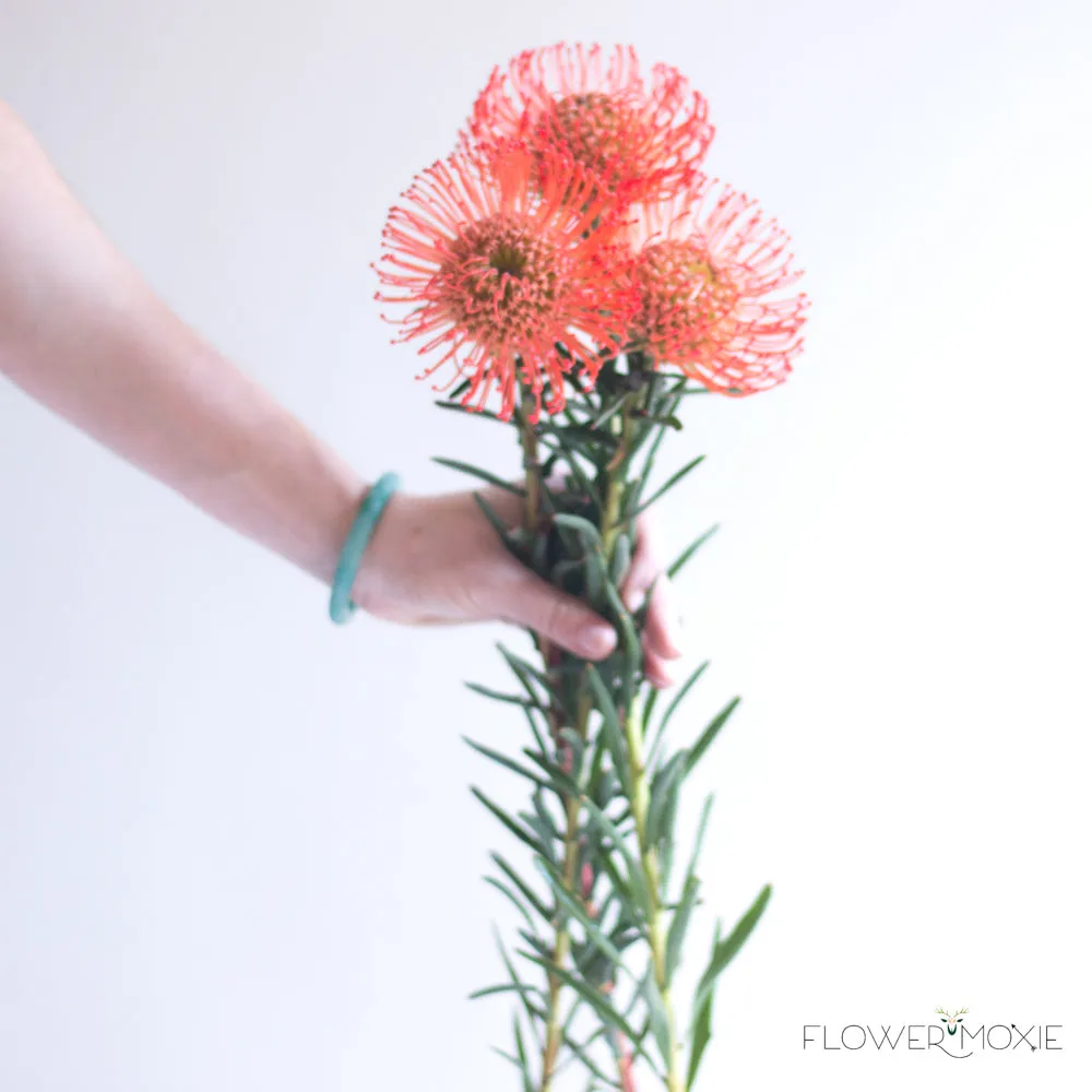 Orange Pincushion Protea Flower