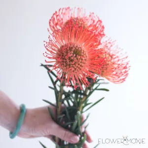 Orange Pincushion Protea Flower