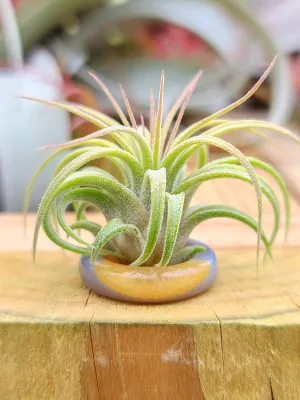 WYSIWYG White Agate Thin Ring Holder w/ Air Plant